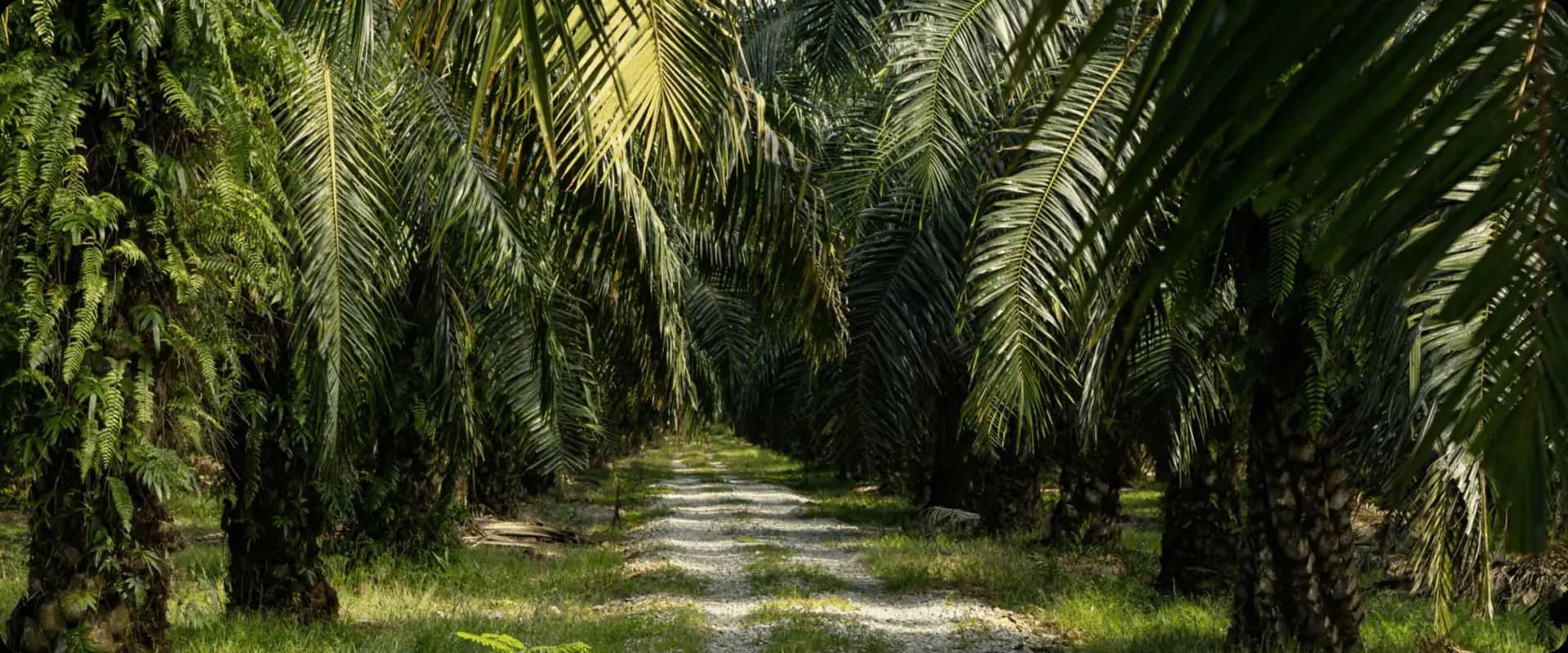 A path running between tall rows of oil palms
