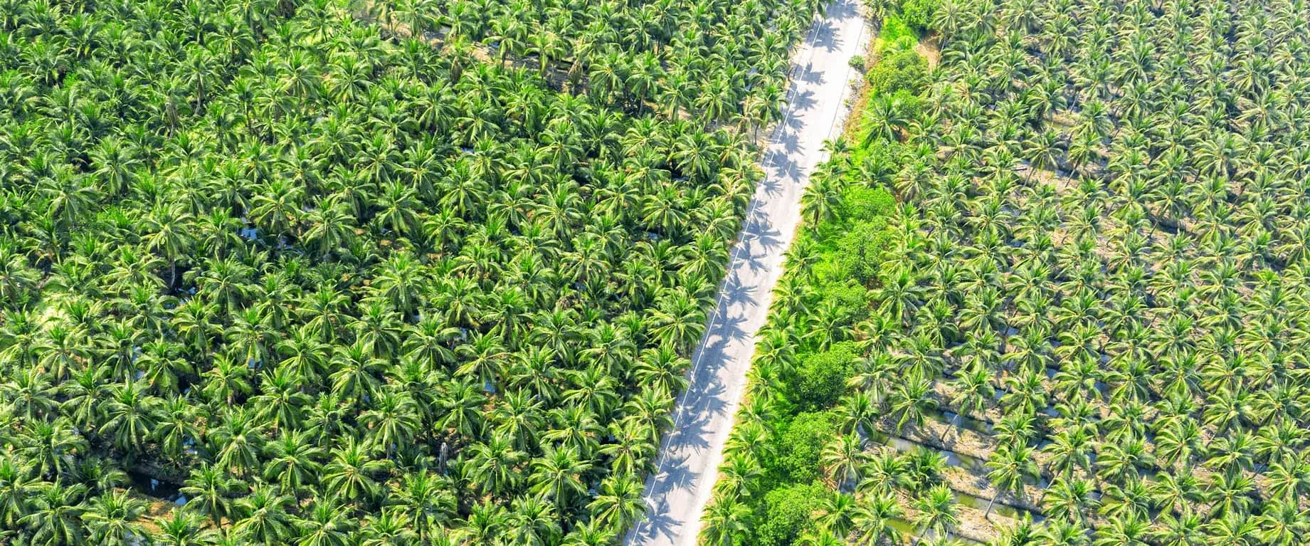 Aerial view of oil palm plantation rows divided by a road